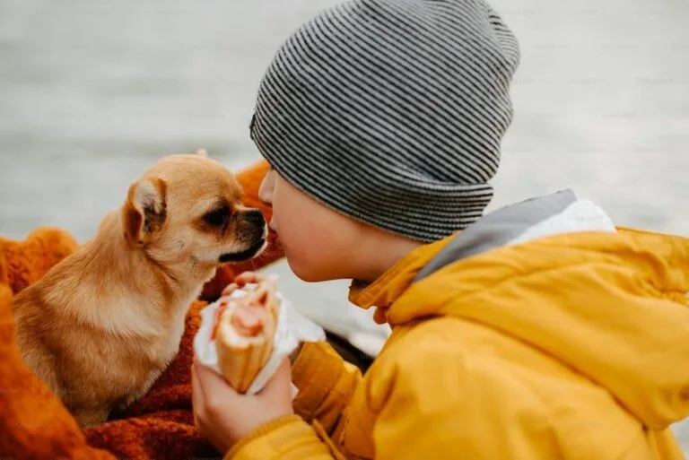 un petit garçon donne un hot-dog à un chien